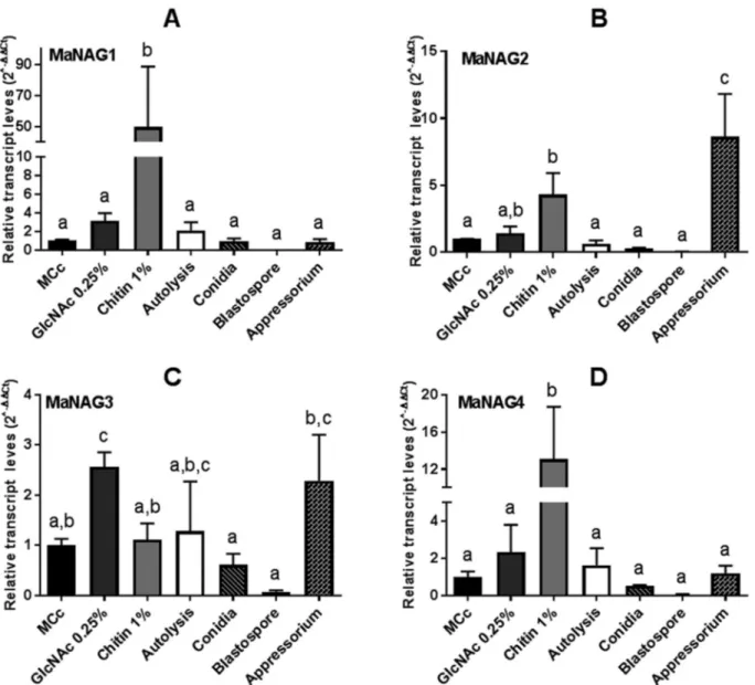 Figure 4 - Relative expression of GH20 and GH3 NAGase genes in M. anisopliae, considering MCc as the reference condition