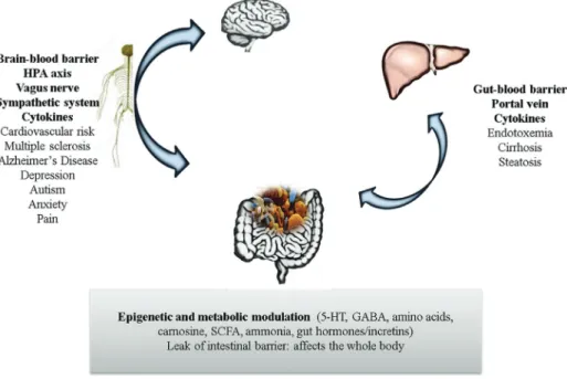 Figure 1 - Known effects of the gut microbiome on the main organs affected in an IEM. In bold are the ways by which the interactions occur
