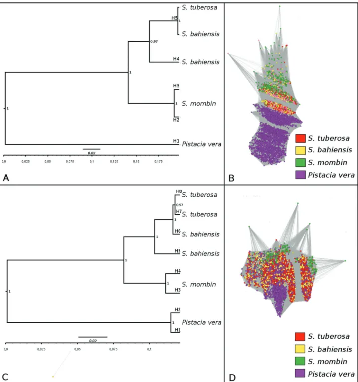 Figure 4 - Phylogenetic analysis of ITS1 and ITS2. Phylogenetic relationships between ITS1 (A) and ITS2 (C) using the Bayesian approach