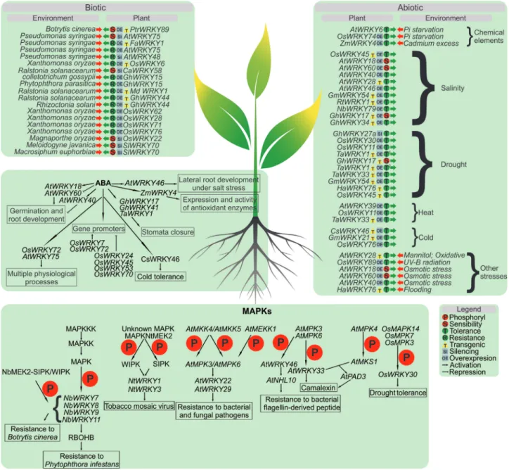 Figure 1 - Overview of the most recent reports concerning WRKY roles in plant defense, including the relationships with MAPKs, ABA signaling, and responses to biotic and abiotic stresses.