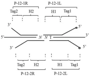 Figure 1 - Design of the oligonucleotide probes. The open circle is the symbol of the biotin label