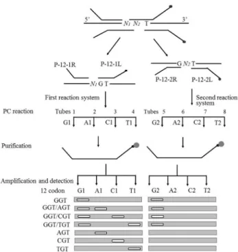 Figure 2 - Detection assay for codon 12 of K-ras. Open circles represent the biotin label; closed circles are the symbol of streptavidin-coupled  mag-netic beads; N1 and N2 represent the bases of G, A, C, and T; G1, A1, C1, T1, and G2, A2, C2, T2 represent