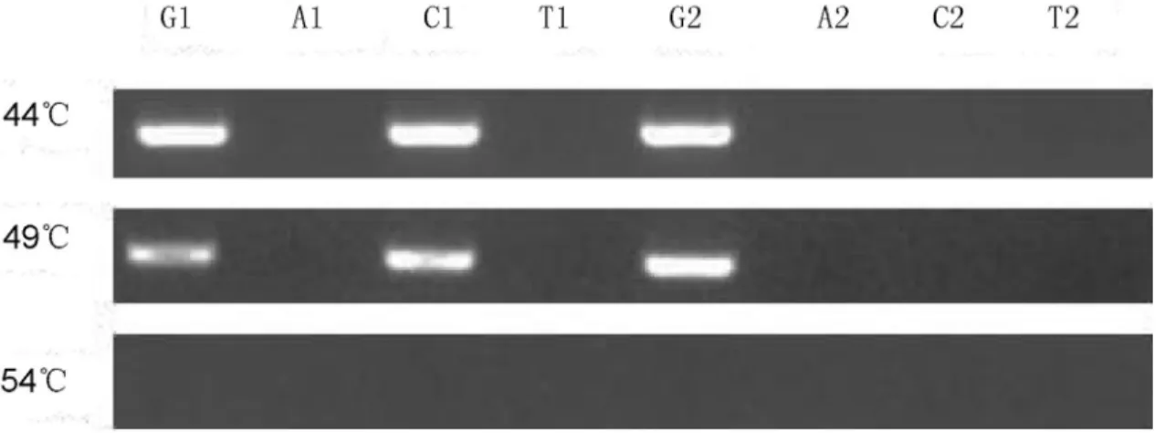 Figure 3 - Optimization of hybridization temperature. G, A, C and T represent the four reactions corresponding to each pair of detection probes.