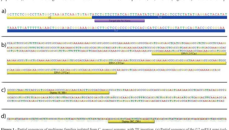 Figure 1 - Partial sequences of multigene families isolated from C. gomesi genome, with TE insertion