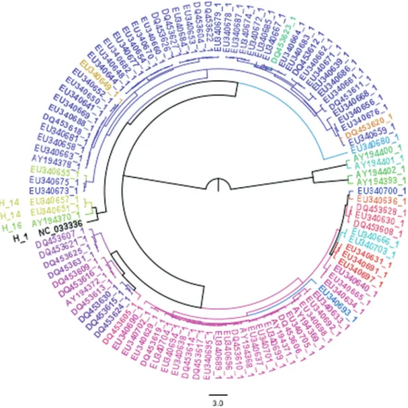 Figure 6 - Coalescent-based COI tree. The placement of the COI sequence from the individual described here (H_1, NC_033336) is consistent with our findings using the haplotype network and the DNA Surveillance identification of Brazilian parrots