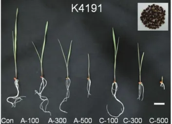Figure 1 - Phenotypic effect of gamma irradiation in colored wheat seeds (K4191). Con: control (non-irradiated samples); A: acute irradiation; C: