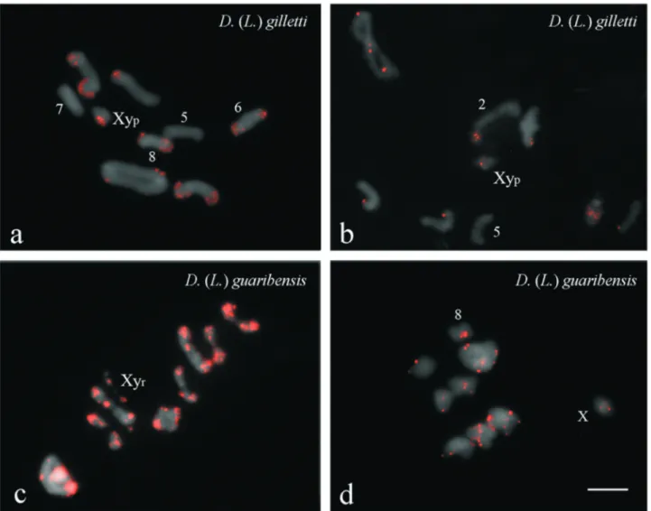 Figure 3 - Fluorescent in situ hybridization of the element DgmarMITE in meiotic cells of two individuals of Dichotomius (Luederwaldtinia) gilletti (a, b) and D