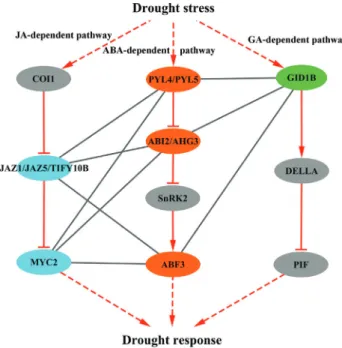 Figure 5 - A model for the interplay of ABA and the other two hormone signaling pathways in response to drought stress