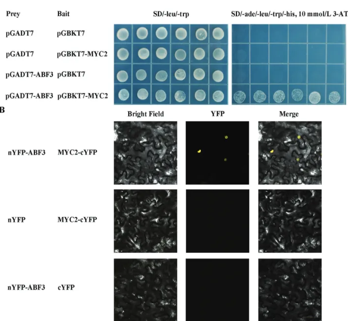 Figure 6 - MYC2 interacting with ABF3 in vivo. (A) Yeast two-hybrid assays for interaction between MYC2 and ABF3