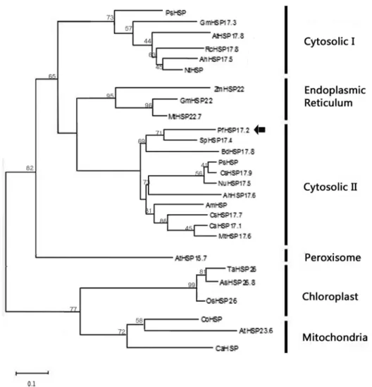 Figure 2 - Phylogenetic analysis of the deduced amino acid sequence of PfHSP17.2 and other small sHSPs