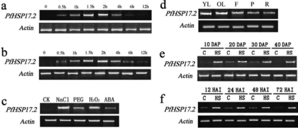 Figure 4 - Semi-quantitative RT-PCR of PfHSP17.2 expression in P. forrestii. (a) Heat treatment, time course induction of PfHSP17.2 by heat in P.