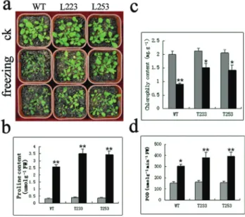Figure 7 - Performance of PfHSP17.2-overexpressing transgenic plants under cold stress