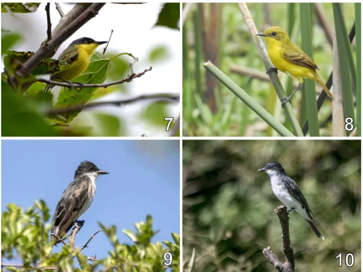 Tab. II. Documentation updates for species previously included in the main list of birds of Rio Grande do Sul, Brazil, period February 2011–July 2017.