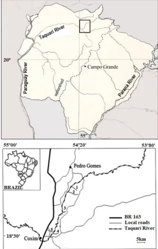 Fig. 1. Location of Mato Grosso do Sul state in Brazil (MS), the state  being delimited by the Paraguay River to the west, with the studied area  in the Taquari River indicated by a rectangle (map above) and amplified to  indicate the location of the studi