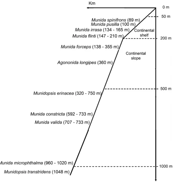 Fig. 2. Bathymetric distribution of ovigerous females in eleven squat lobster species (Munididae and Munidopsidae) from the Brazilian coast
