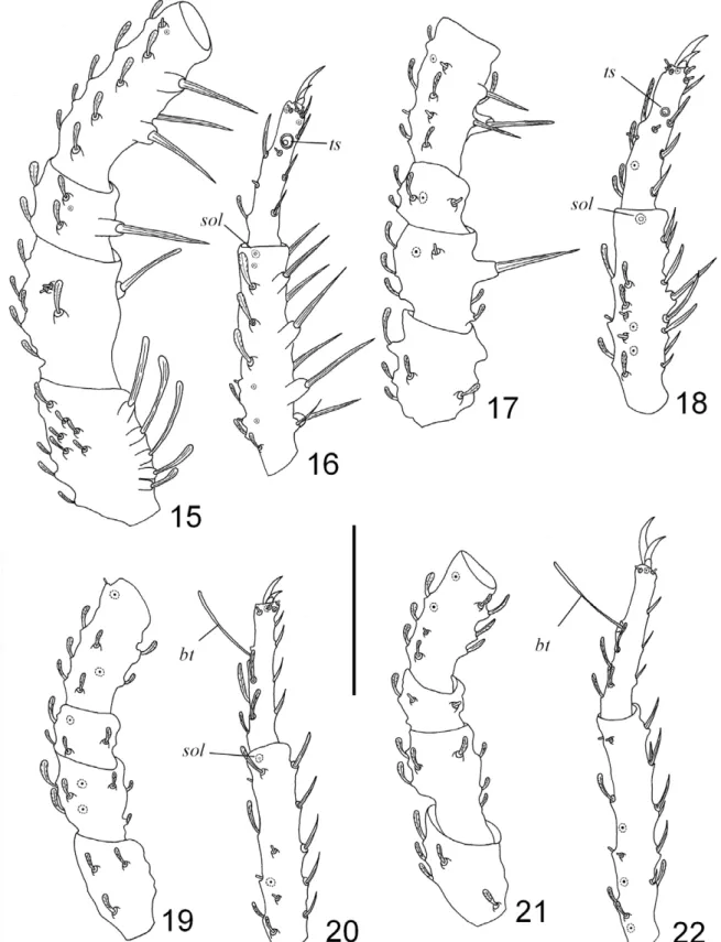 Figs 15-22. Neocaeculus setecidades sp. nov.: 15, 17, 19, 21, trochanter, basifemur, femur and genu, respectively Legs I, II, III, IV, dorso-prolateral view; 