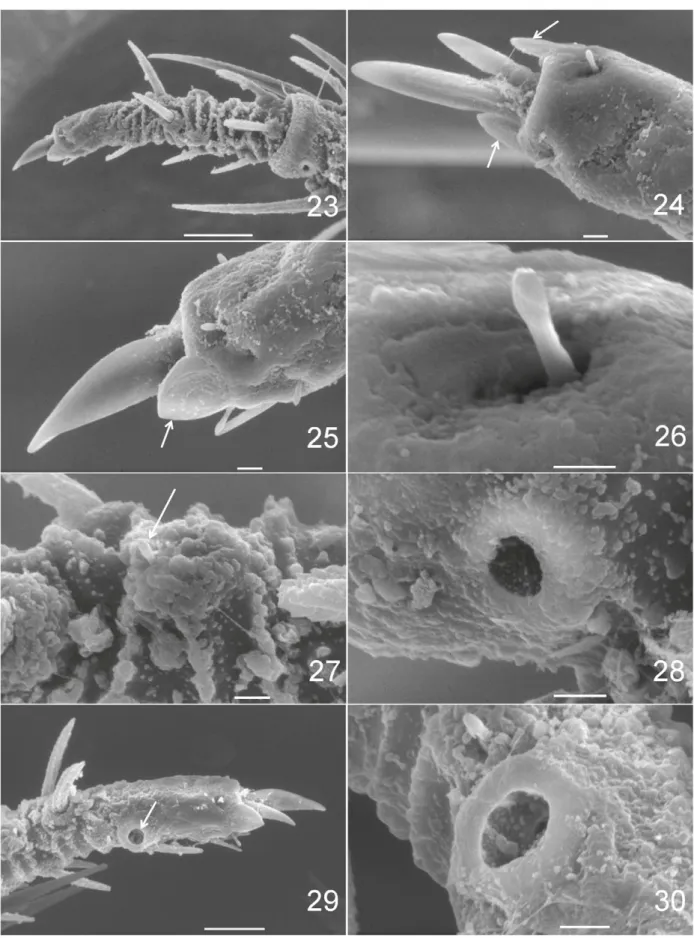 Figs 23-30. Neocaeculus setecidades sp. nov., paratype ♂, scanning electron microscope images, Leg I: 23, tarsus, dorso-retrolateral view; 24, tarsal  claws, dorsal view (arrows: foliar setae); 25, same, retrolateral view (arrow: foliar seta); 26, tarsal d