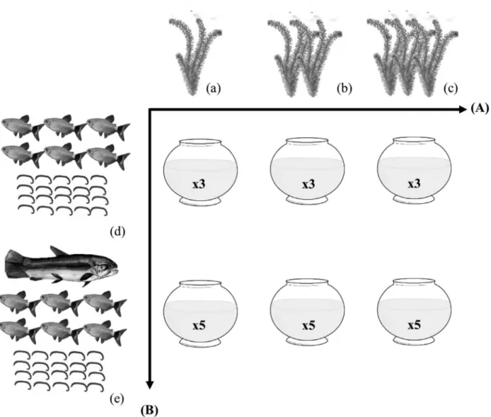 Fig. 1. The experimental design. The (A) axis represents habitat complexity [(a) low, (b) intermediate and (c) high] and the (B) axis represents the piscivore  [(d) absence and (e) presence]