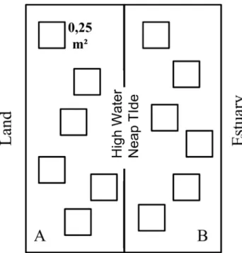 Fig. 1. Schematic representation of the sampling design, with subarea  separation and the six random replicates