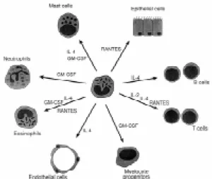 Fig. 1: potential targets for eosinophil-derived IL-2, IL-4, GM- GM-CSF, and RANTES.