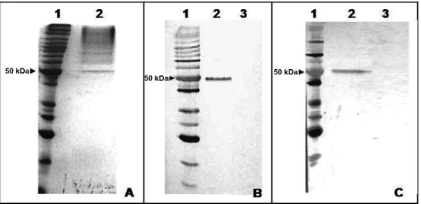 Fig. 2A-C: protein size markers. Expression and reactivity of the envelope 2 (E2) protein produced in Pichia pastoris (E2Y)
