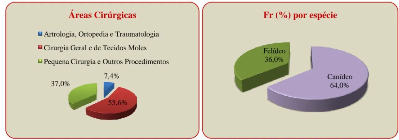 Figura  66  –  Biopsia  renal  ecoguida  de  um  felídeo com nefrite intersticial crónica