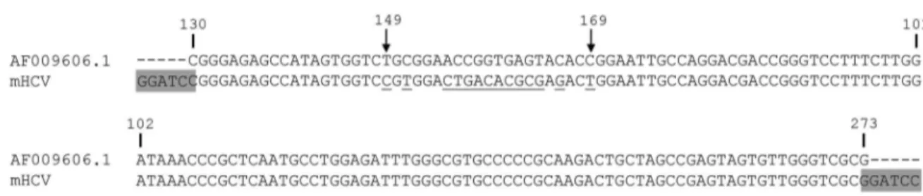 Fig. 1: modified hepatitis C virus (mHCV) sequence aligned to HCV subtype 1a reference sequence: numbers indicating nucleotide positions  refer to HCV reference sequence AF00906.01