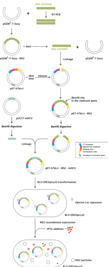 Fig. 2: strategy to MS2-like and MS2-modified hepatitis C virus (MS2-mHCV) internal control (IC) construction