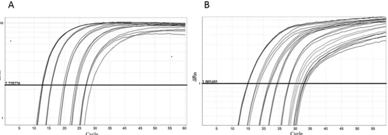 Fig. 3: internal control (IC) amplification. Real-time polymerase chain reaction (PCR) plots of MS2-like IC (A) and MS2-modified hepatitis C  virus (mHCV) IC (B) in one-step real-time reverse transcriptase (RT)-PCR The samples consist of 10-fold dilutions,