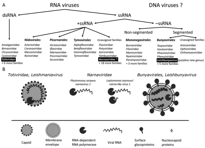 Fig. 1: described viruses of trypanosomatid in the context of RNA viruses’ diversity. Characterised representatives are highlighted and sche- sche-matically depicted below the taxonomical summary