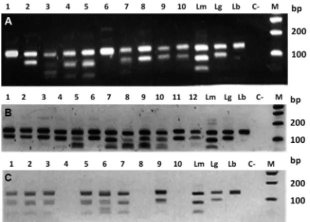 Fig. 2: molecular typing of Leishmania isolates from human, dogs and  sand flies. The HaeIII digested polymerase chain reaction (PCR)  prod-ucts were analysed by electrophoresis and ethidium bromide staining  in 2% agarose gel