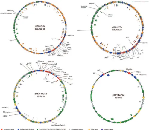 Fig. 1: circular map depicting the genetic structures of plasmids harboring rmtB-1 (pKP64216a, pKP64477a, and pPM64421a) and bla KPC-2 (pKP64477d).