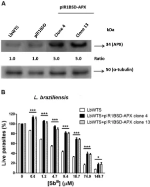 Fig. 1: ascorbate peroxidase (APX) protein levels and trivalent an- an-timony (Sb III ) susceptibility assay of Leishmania braziliensis clonal  lines untransfected or transfected with the APX gene