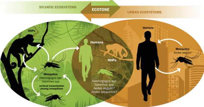 Fig. 4: yellow fever virus (YFV) transmission dynamics in Atlantic Forest biome: overlap of ecosystems and ecotone