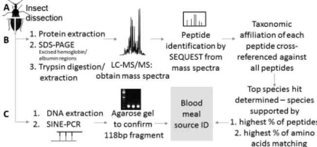 Fig.  1:  workflow  describing  liquid  chromatography  tandem  mass  spectrometry (LC-MS/MS) and DNA-based detection of blood meals
