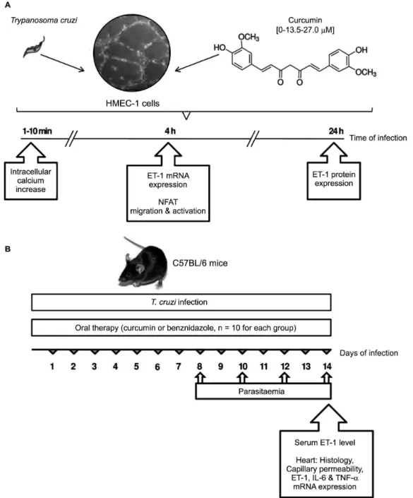 Fig. 1: experimental design. (A) In vitro evaluation of the therapeutic effect of curcumin (Cur, 0, 13.5, 27.0 µM) on Trypanosoma cruzi infection  of human microvascular endothelial cells (HMEC-1)