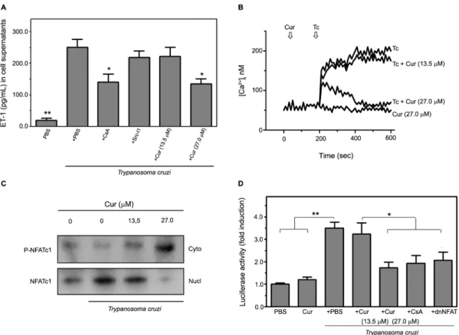 Fig. 5: curcumin (Cur) impairs endothelin-1 (ET-1) production in Trypanosoma cruzi-infected human microvascular endothelial cells (HMEC-1)  through downregulation of Ca 2+ -sensitive NFAT signalling