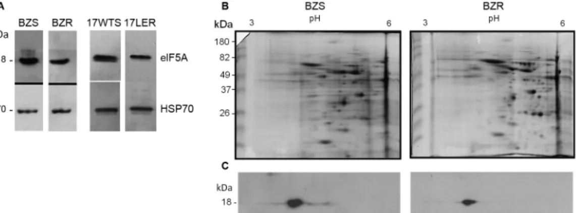 Fig. 1: TceIF5A protein levels in benznidazole (BZ)-resistant Trypanosoma cruzi populations
