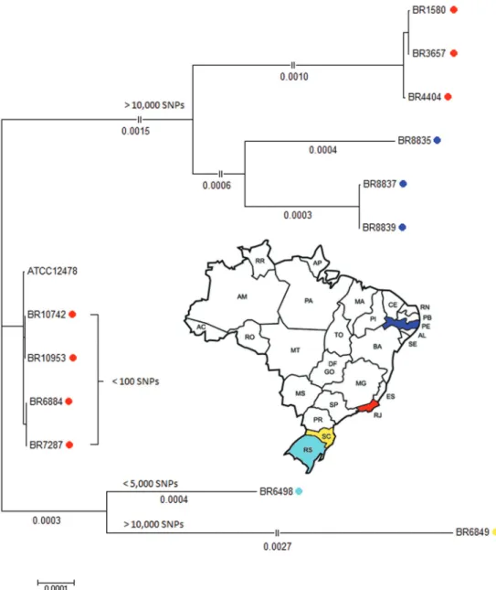 Fig. 2: Neighbor-Joining SNP-based tree of the 12 Brazilian isolates and the ATCC 12478 reference genome.