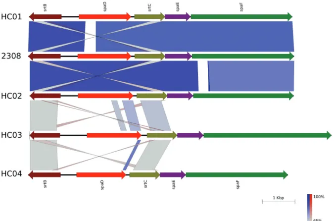 Fig. 2: scheme generated by EasyFig program showing the high nucleotide similarity between the spaDEF cluster of Corynebacterium striatum  2308 isolate and C