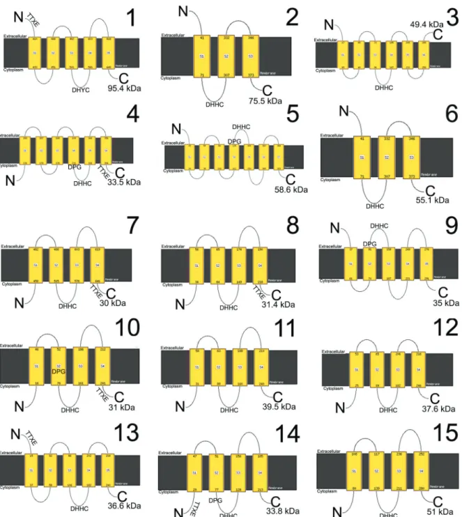 Fig. 1: identification and in silico analysis of Trypanosoma cruzi PATs. Fifteen TcPATs were identified, with predicted molecular mass from 30  to 95.4 kDa