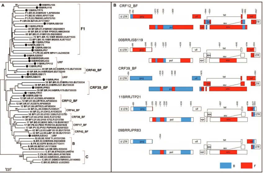 Fig. 2: (A) neighbor-joining phylogenetic analysis of the PR/RT region from all BF1 and F1 samples studied in pol and all CRF_BF that were the F1 sub-subtype for the C2V3 region