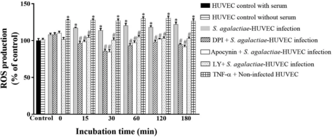 Fig. 1: reactive oxygen species (ROS) generation by NADPH oxidase activity during infection of human primary endothelial cells (HU- (HU-VECs) by Streptococcus agalactiae