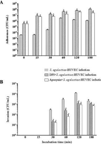 Fig. 4: influence of NADPH oxidase p47phox subunit on Streptococcus  agalactiae-human primary endothelial cells (HUVECs) interaction