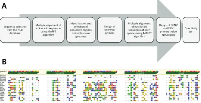 Fig. 2: pipeline for primer design and results from the specificity test. (A) Schematic of the pipeline used for the design and validation of primers