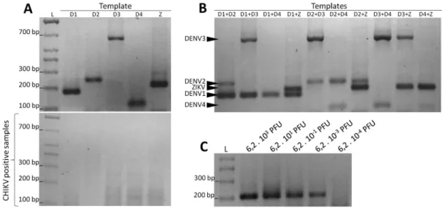 Fig. 4: polymerase chain reaction (PCR) efficiency at different annealing  temperatures