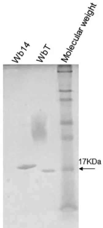 Fig. 1: polyacrilamide gel electrophoresis evaluating the affinity puri- puri-fied Wb14 and WbT recombinant polypeptides