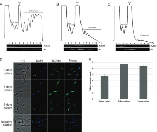 Fig. 2: polysomes and mRNA granule analysis. (A-C) Sedimentation profile on a sucrose density gradient (15-55%) of day (A) 3, (B) 6, and (C)  9 of the Trypanosoma cruzi growth curve