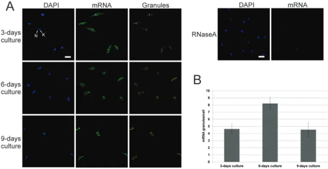 Fig. 3: localisation of mRNA. (A) Fluorescent in situ hybridisation assay using specific oligo (dT) probe