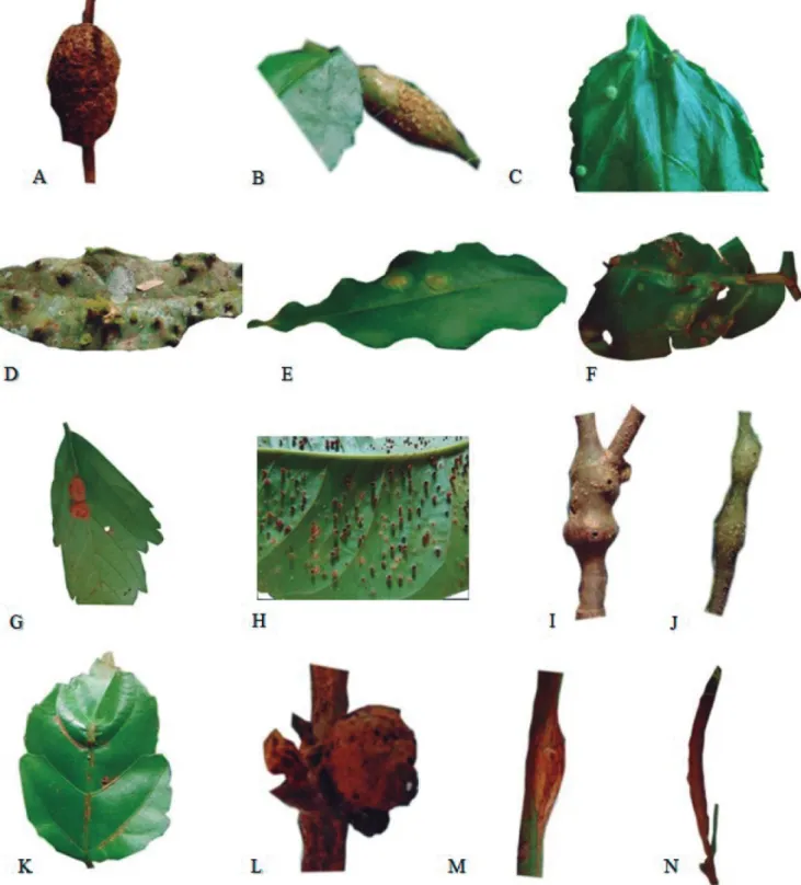 Figure  3. Insect galls of the Area of Relevant Ecological Interest Floresta da Cicuta (Volta Redonda, RJ, Brazil)